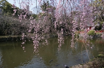 枝垂れ桜は開花が早いです。