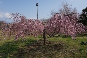 枝垂れ桜は満開です。