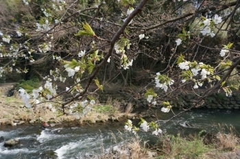 早先の白い桜が咲いていました。