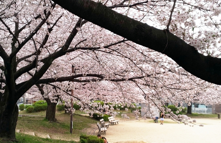 前高公園のさくら、とてもきれいですよ～♪「春よ、来い♪　2022年は桜の開花が平年並み！？　地元でお花見、桜（さくら）スポット情報公開中！」