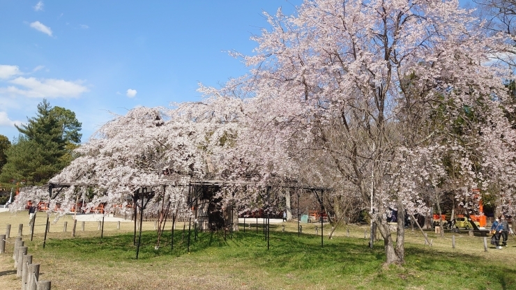 上賀茂神社の桜です「桜の季節が近づいています」