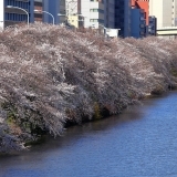 市谷・神楽坂エリアのお花見スポット