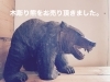 堀井廣治作 木彫り熊「威嚇」