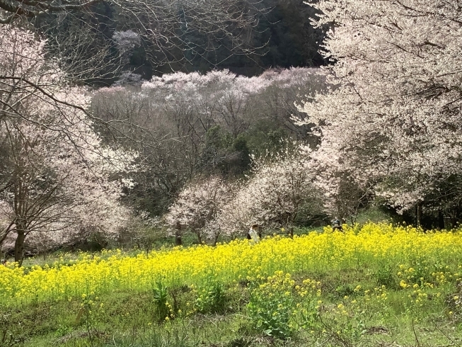水明台から見るエドヒガン桜と菜の花の斜面「エドヒガンの森へ行ってきました！」