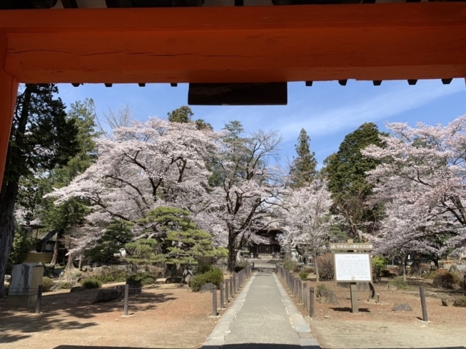 恵林寺の桜!満開!「【春が来た!】」