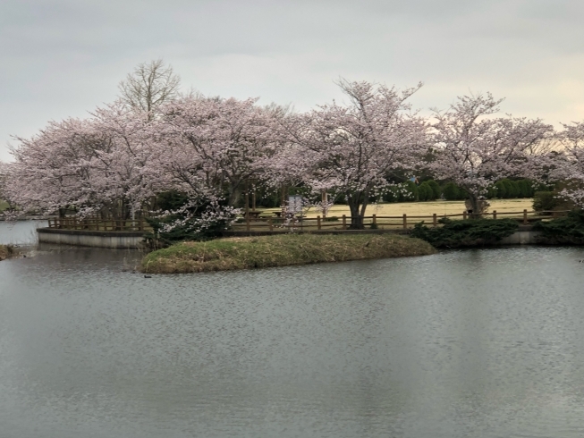 「尼ヶ台総合公園の桜」