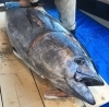 函館STEEL クロマグロキャスティング 2021 WhiteInsight61112 / 7610 | TRUTH JAPAN