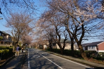 散歩する人が多いです。