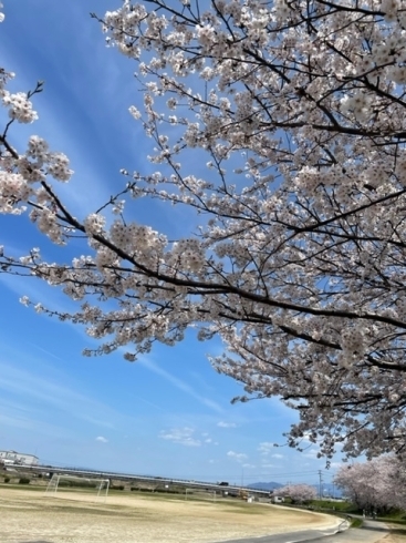 河川敷の桜「お花見」
