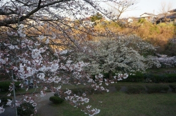 公園の上から撮っています。