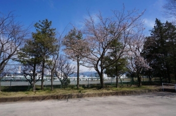 奥の駐車場にかなり咲いている桜を発見。