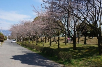 南側の桜並木です。