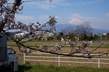 富士山をバックに桜が撮れました。