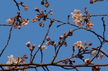 少し咲き始めました。