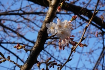 桜っていいですね♪