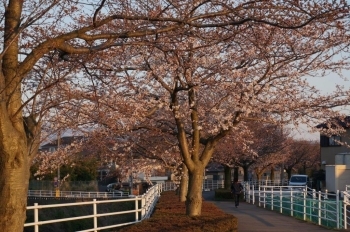 夕方でピンクに見えますが実際は白いです。