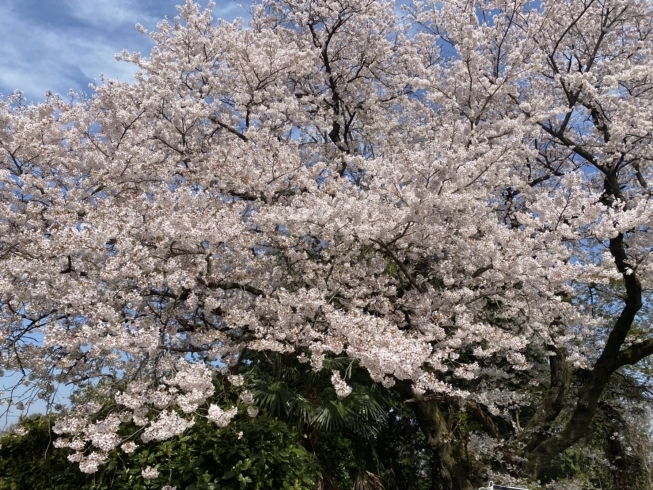 「桜の季節が終わると･･･」