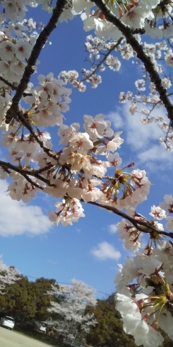 平田の桜も満開です「体験レッスン実施中✨」