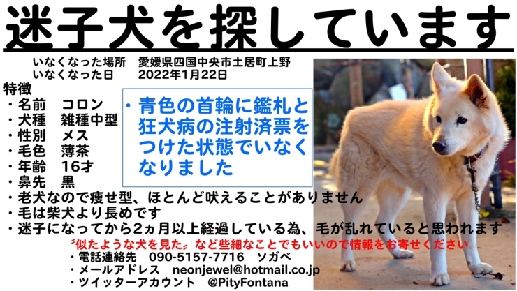 「迷い犬を探しています【四国中央市土居町】」