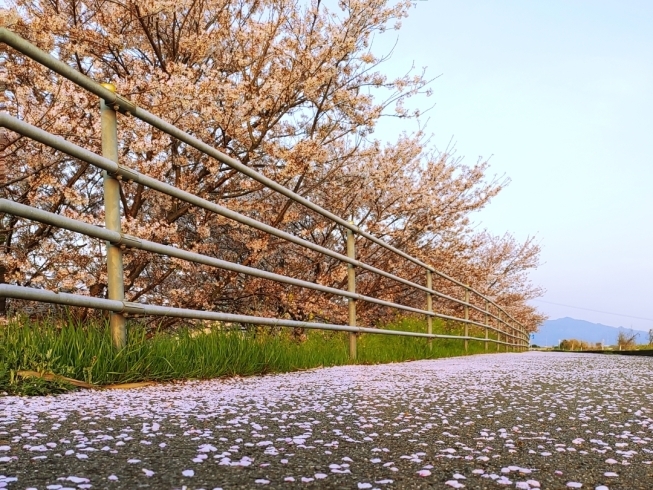 加茂川西土手の桜（4/7撮影）「【武丈公園 開花状況】お花見用のオードブルが大人気です！【秋山仕出し】」