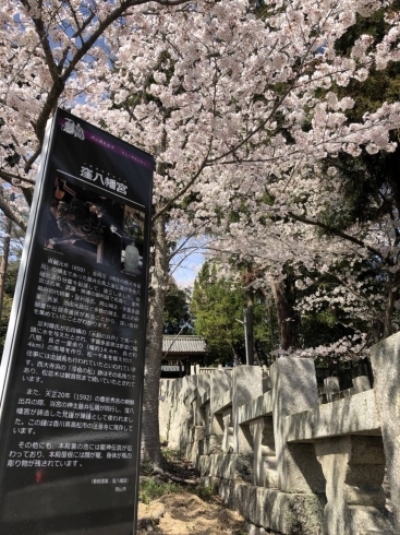 満開の桜の下で映える歴史看板「歴史看板が新たに設置されました」
