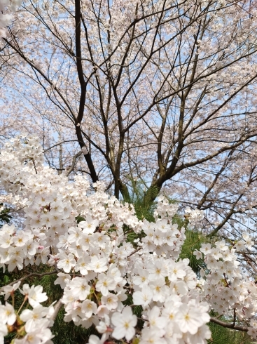 桜は満開です「わくわく新学期♡入学式(*˘︶˘*).｡*♡」