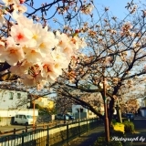 長瀬川の桜並木