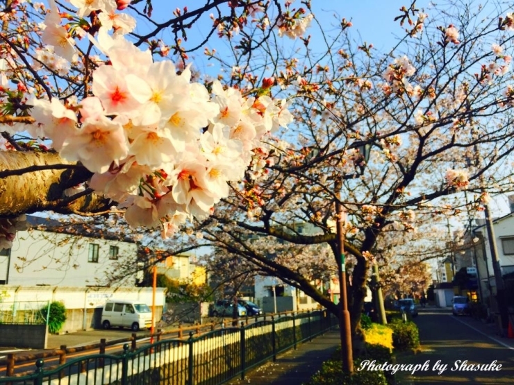 今日は暖かく小春日和。長瀬川沿いはいい散歩道です。