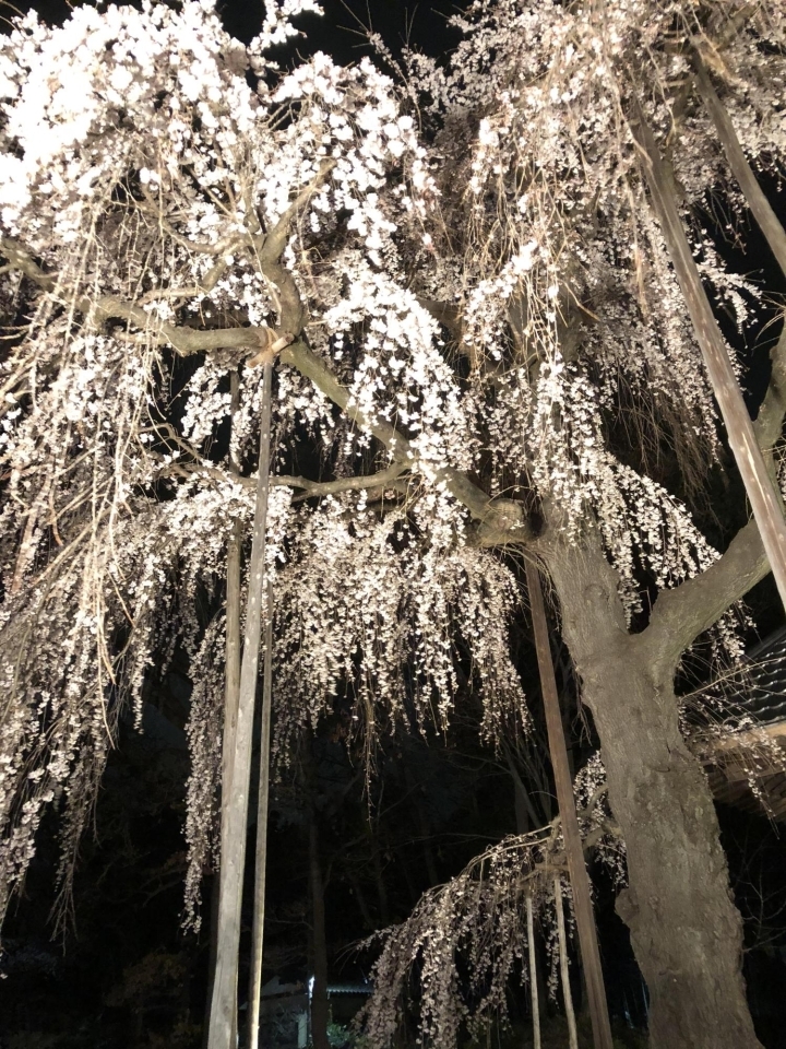 埼玉県坂戸市にある慈眼寺のしだれ桜(じげんじのしだれざくら)の桜の紹介。お花見スポット・開花時期・駐車場情報・アクセス。