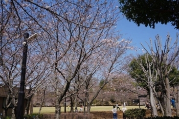 東側駐車場（下）から公園に入るところ。