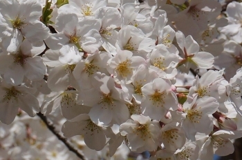 この木は満開ですね。