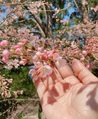 今年の桜は長く楽しめましたね「【NEW】早いうちからやっとけば良かったなと思うこと」