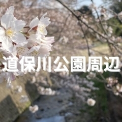 ■桜特集■【道保川公園】公園沿いの桜並木と姥川の桜