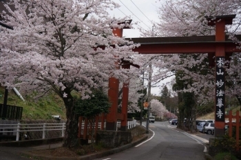 赤門の桜は満開です。