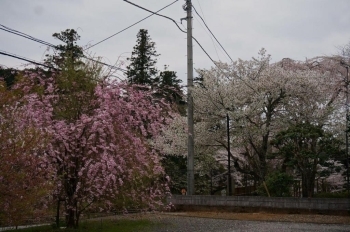 紅白の桜が綺麗です。