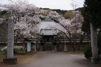 前回来た時はあまり咲いてませんでしたが、ほぼ満開です。