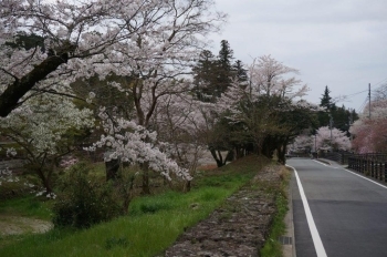 上からみた桜です。