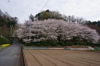 公園に入るところの道路から満開の桜が見えます。