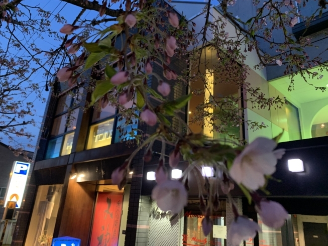 「小樽花園銀座商店街では桜が咲き始めました。ハーフトーンで美味しいお酒と夜桜を楽しみませんか  小樽のバー・ハーフトーン」