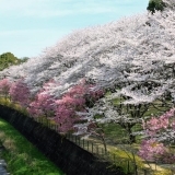 国営昭和記念公園の桜が満開。