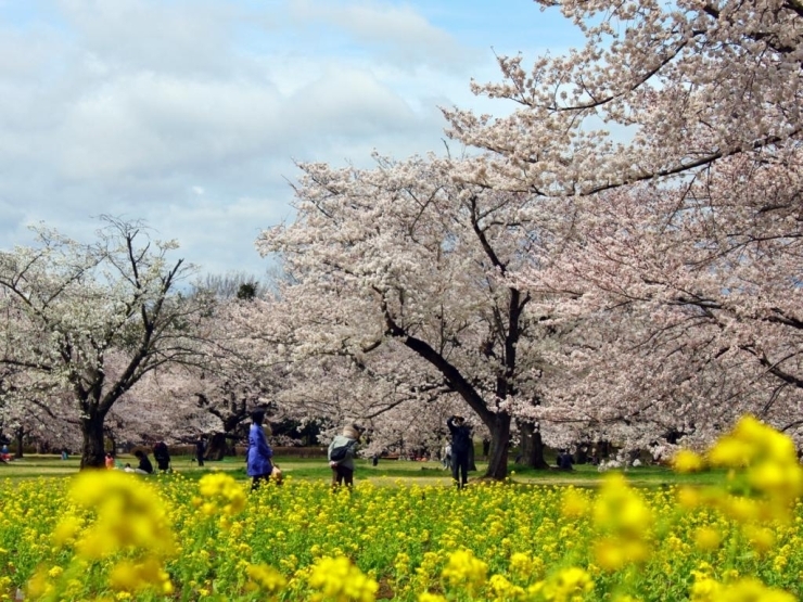 【みんなの広場】<br>黄色が美しい菜の花とソメイヨシノ。