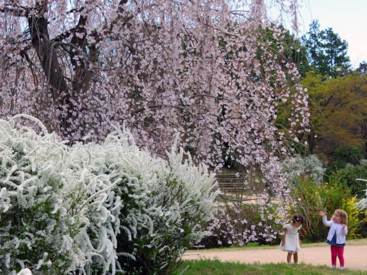 【こもれびの里近く】<br>真っ白なユキヤナギと枝垂桜。