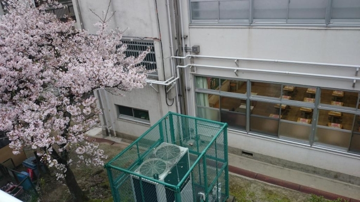 額田駅の近くにある枚岡東小学校。桜を撮るはずが、窓からみえたのは今日入学式を迎える子ども達を待つ教室でした。ピカピカのこどもたちが席に着くと、窓から見上げる空には桜が満開になっているんですね。みんな、おめでとう！！！