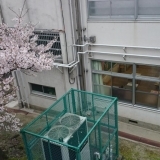 桜を撮りに出かけてみつけた風景