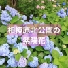 アジサイの名所【相模原北公園】 アジサイは相模原の「市の花」