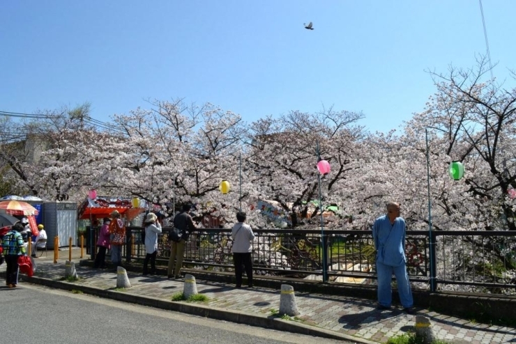 桜色いっぱいに染まった砂子水路を一目見ようと、多くの人々が集まっています！