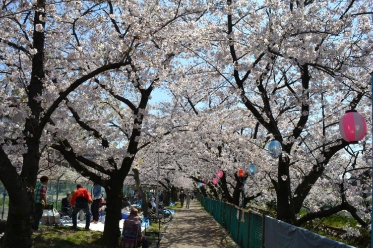 桜の美しいトンネルです！！<br>お花見のお客さんたちもこの満開の桜のもと、<br>お弁当やバーベキューと思い思いの楽しみ方をされています。