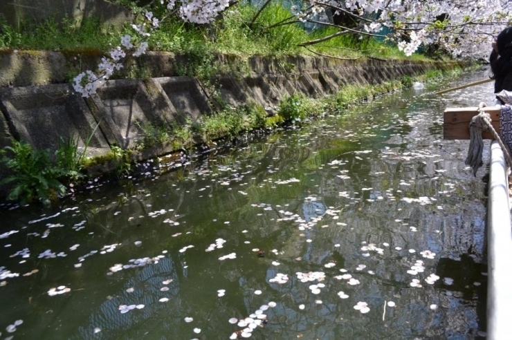 水面には桜の花びらが降りそそぎ、舟からは間近に眺められます。