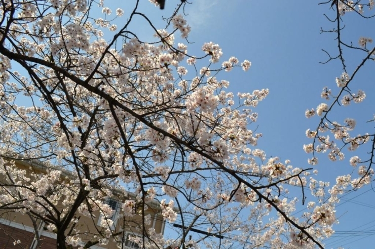 少し散り際とはいえ、満開でふんわりした桜を見れる刹那に魅了を感じる方も多いことでしょう。