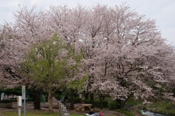 満開です。